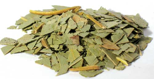 (image for) 1 Lb Eucalyptus cut - Click Image to Close