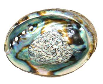 (image for) 4" -5" Abalone Shell burner - Click Image to Close