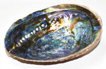 (image for) 6"- 7" Abalone Shell incense burner (A quality) - Click Image to Close