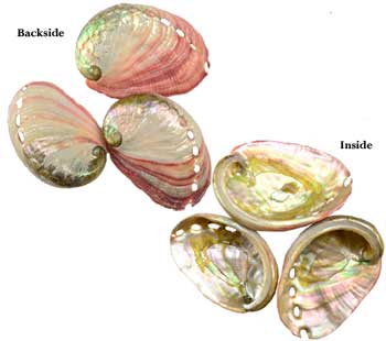 (image for) 2" -3" Abalone Shell burner