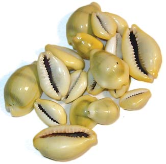 (image for) Cowrie Shells 18pcs - Click Image to Close