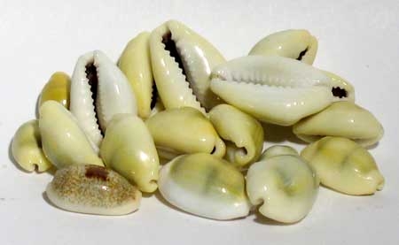 (image for) 1 Lb Cowrie Shells - Click Image to Close