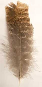 (image for) Barred Wing Smudging Feather 12"