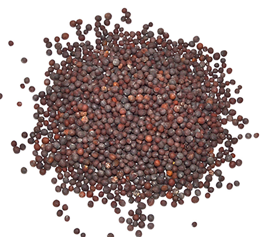 (image for) Brown Mustard Seed 1oz