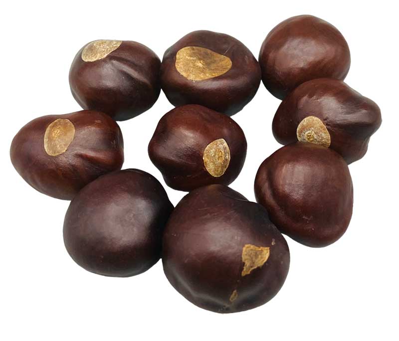 (image for) 1 Lb Buckeyes whole