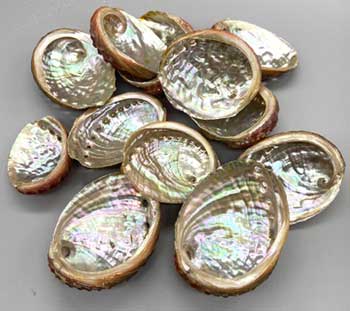 (image for) (pack of 100) 2" - 3" Abalone Shell incense burner - Click Image to Close