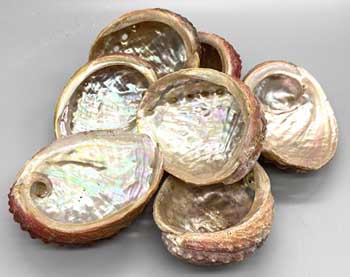 (image for) (pack of 12) 3-4" Abalone Shell incense burner - Click Image to Close
