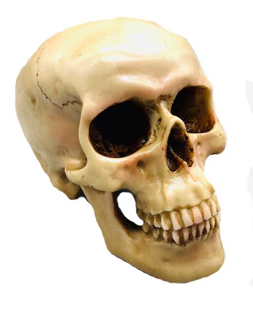 (image for) 5" Grinning Skull - Click Image to Close